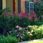 Adorning Your Patio With The Beauty Of Roses